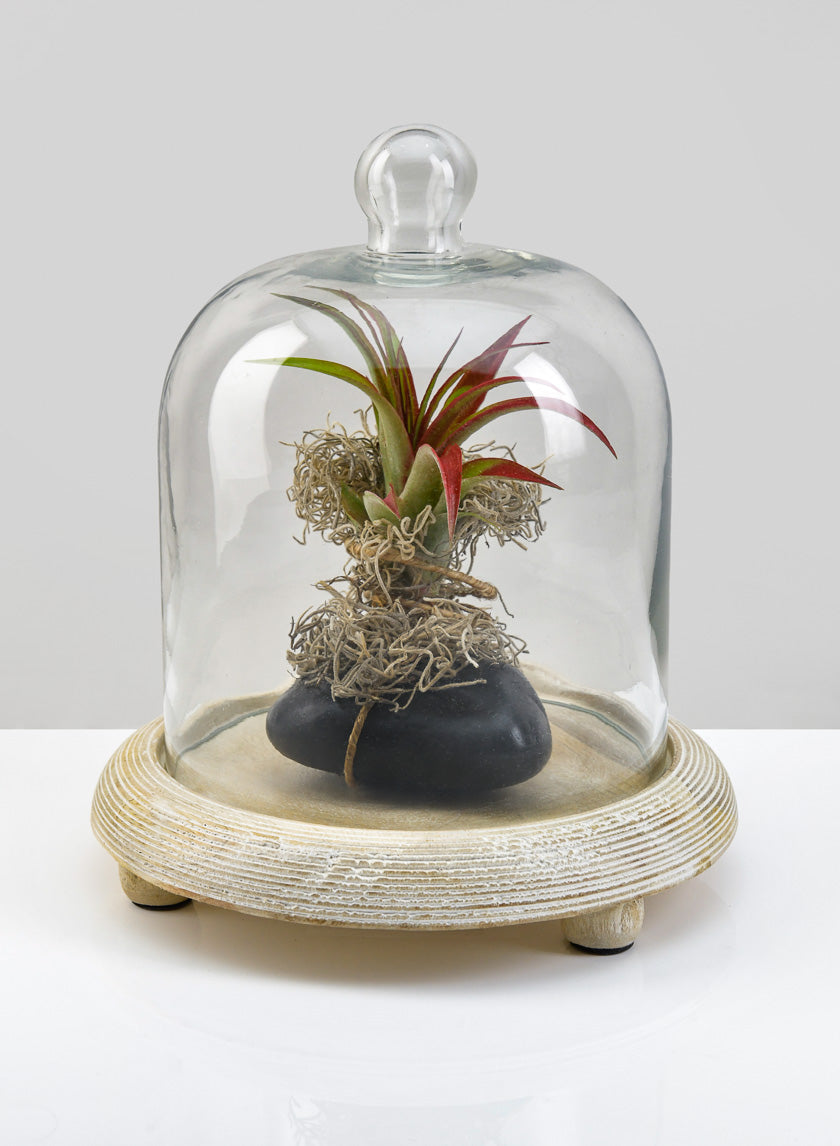 9.25in Tall La Boheme Glass Cloche with Wood Base