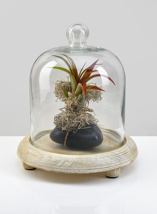 9.25in Tall La Boheme Glass Cloche with Wood Base